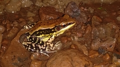 Hydrophylax bahuvistara