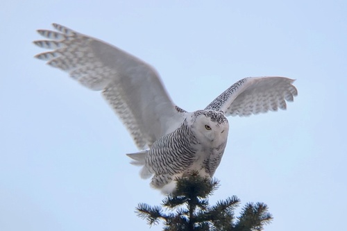 Snowy Owl photographed in Minnesota