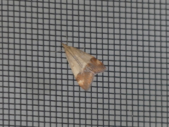 Pyrausta semirubralis