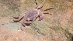 Gecarcinucidae