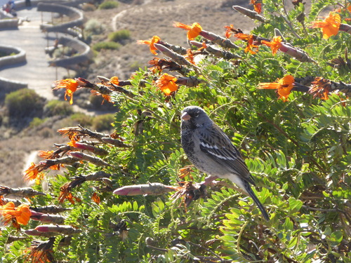 Rhopospina fruticeti
