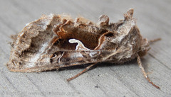 Autographa pseudogamma