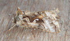 Autographa pseudogamma