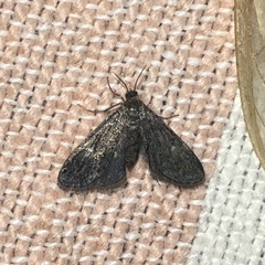 Elophila tinealis