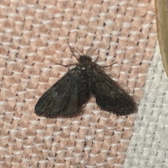 Elophila tinealis