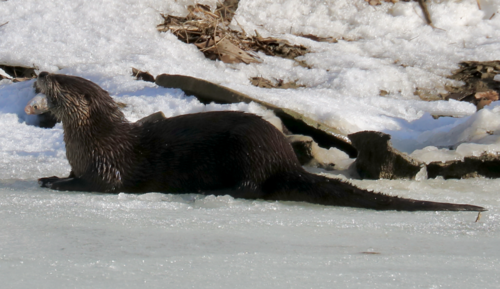 North American River Otter photographed in Kentucky