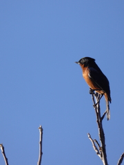 Diglossa brunneiventris