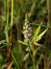 Polygala ambigua