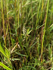 Polygala ambigua