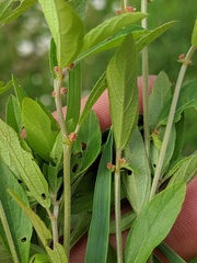 Amaranthus tuberculatus