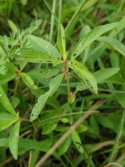 Amaranthus tuberculatus
