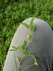 Amaranthus tuberculatus