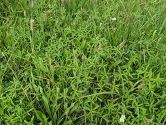 Amaranthus tuberculatus