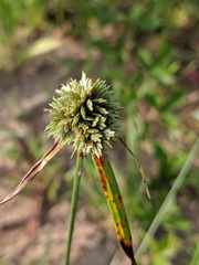 Cyperus lupulinus lupulinus