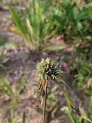 Cyperus lupulinus lupulinus