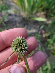 Cyperus lupulinus lupulinus