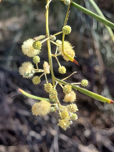 Acacia stenophylla