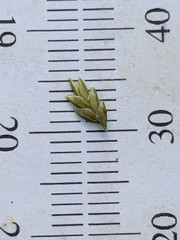 Cyperus lupulinus lupulinus