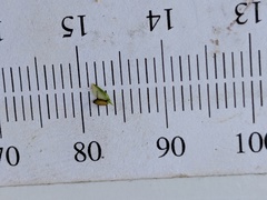 Cyperus lupulinus lupulinus