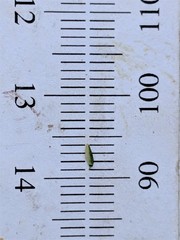 Cyperus lupulinus lupulinus