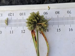 Cyperus lupulinus lupulinus