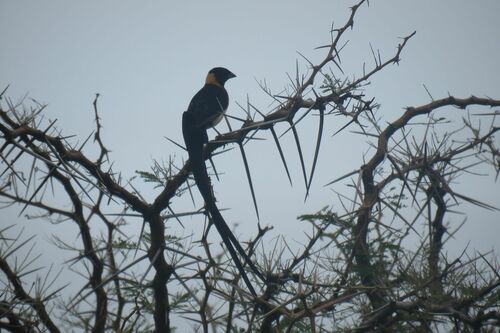Long-tailed Paradise Whydah (Vidua paradisaea), photo 9