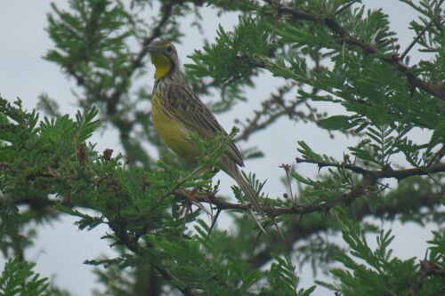 Yellow-throated Longclaw (Macronyx croceus), photo 10