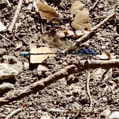 Argia immunda