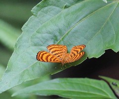 Zemeros emesoides