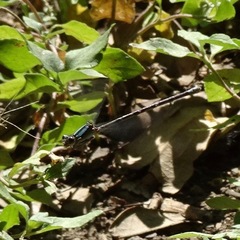 Argia immunda