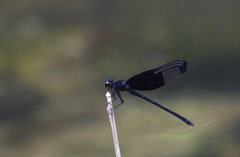 Dysphaea dimidiata