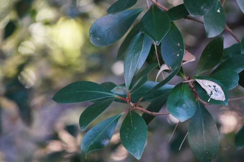 Foto de Abricó-de-jardim