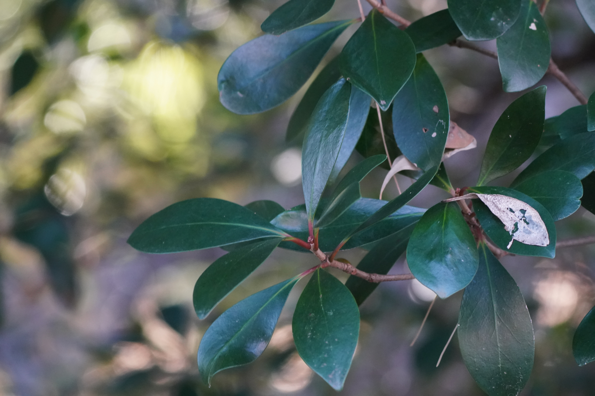 Imagem de Abricó-de-jardim