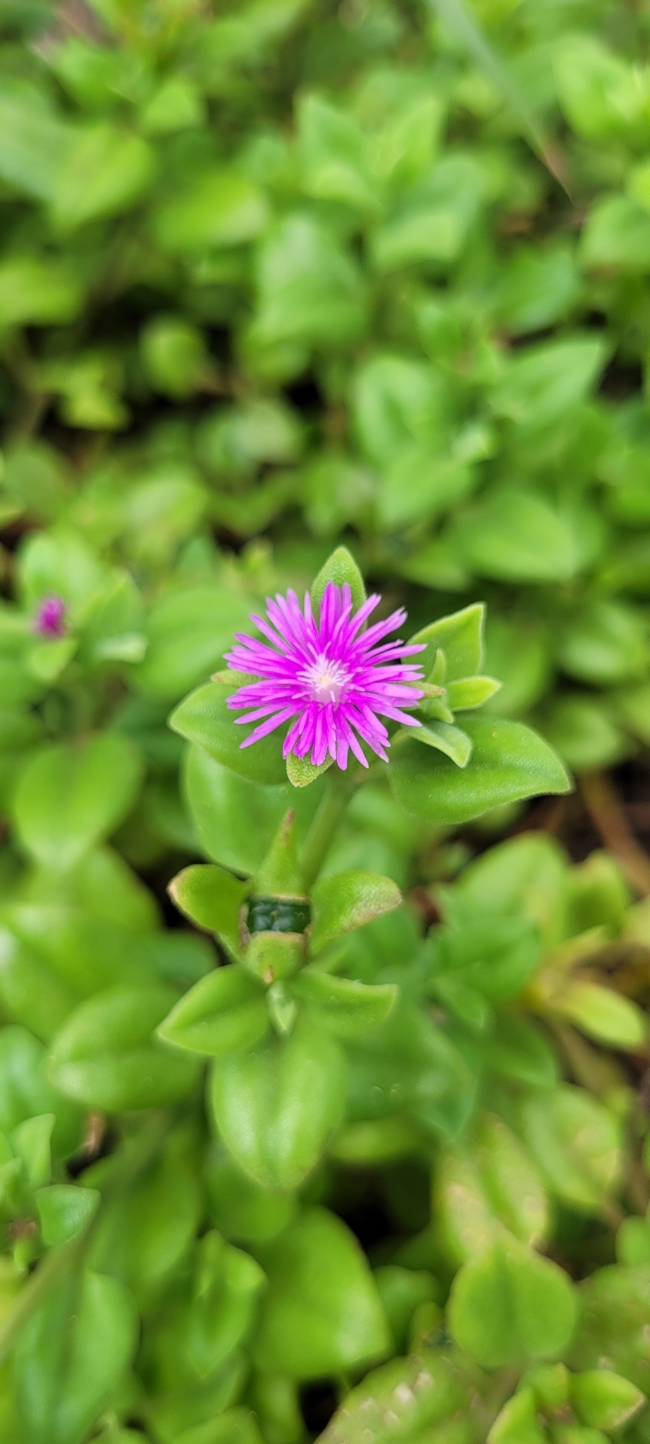 Imagem de Aptenia ou Rosinha-de-sol