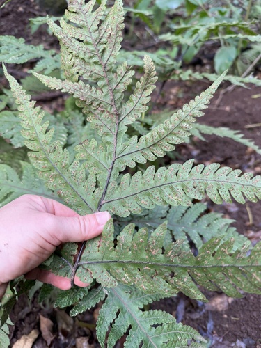 Tectaria gaudichaudii observed 2025-01-12