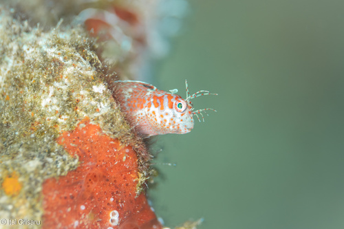 Mimoblennius cirrosus observed 2025-01-10