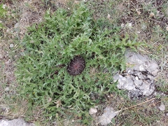 Carlina acanthifolia