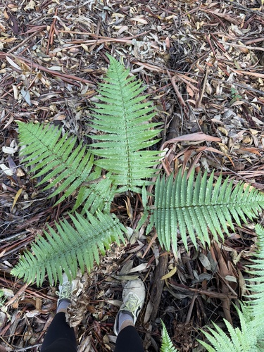 Dryopteris fuscoatra