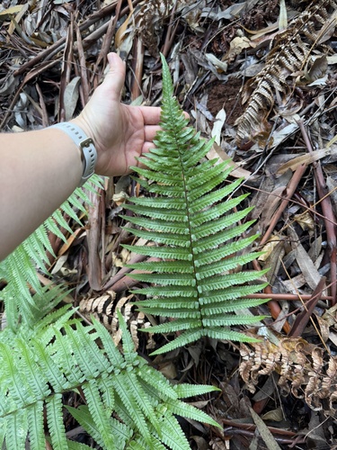 Dryopteris fuscoatra