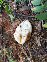 Hydnotrya variiformis