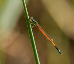 Ischnura rufostigma