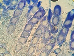 Hydnotrya variiformis