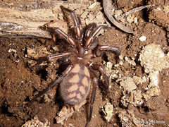 Hexathele hochstetteri