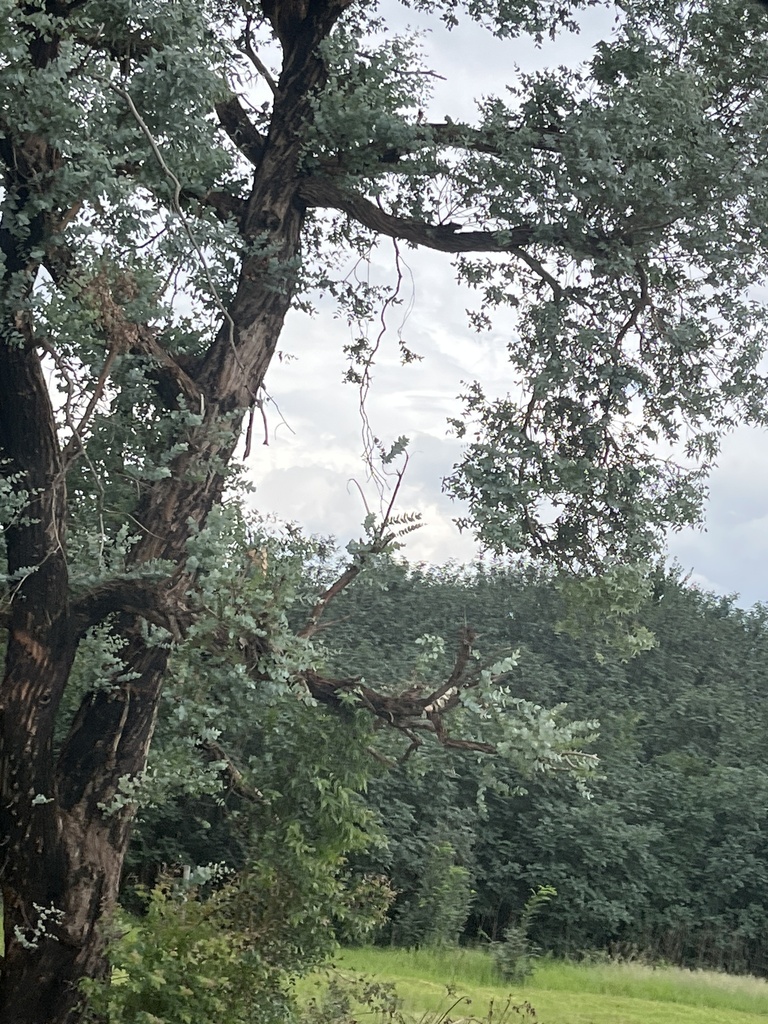 Foto de Eucalipto-prateado