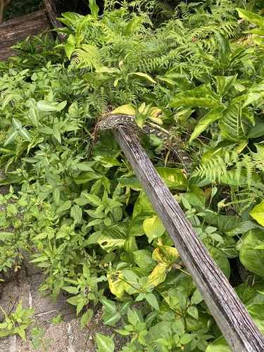 Coastal Carpet Python sighting