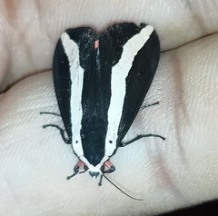Lepidoptera