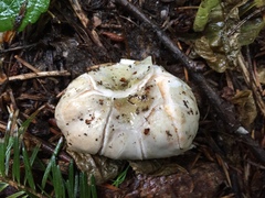 Russula subloculata