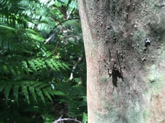 Cardiodactylus guttulus