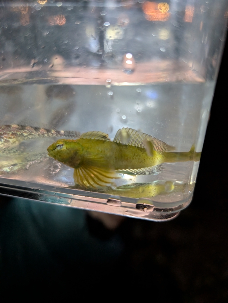 saddleback sculpin