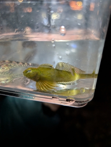 saddleback sculpin